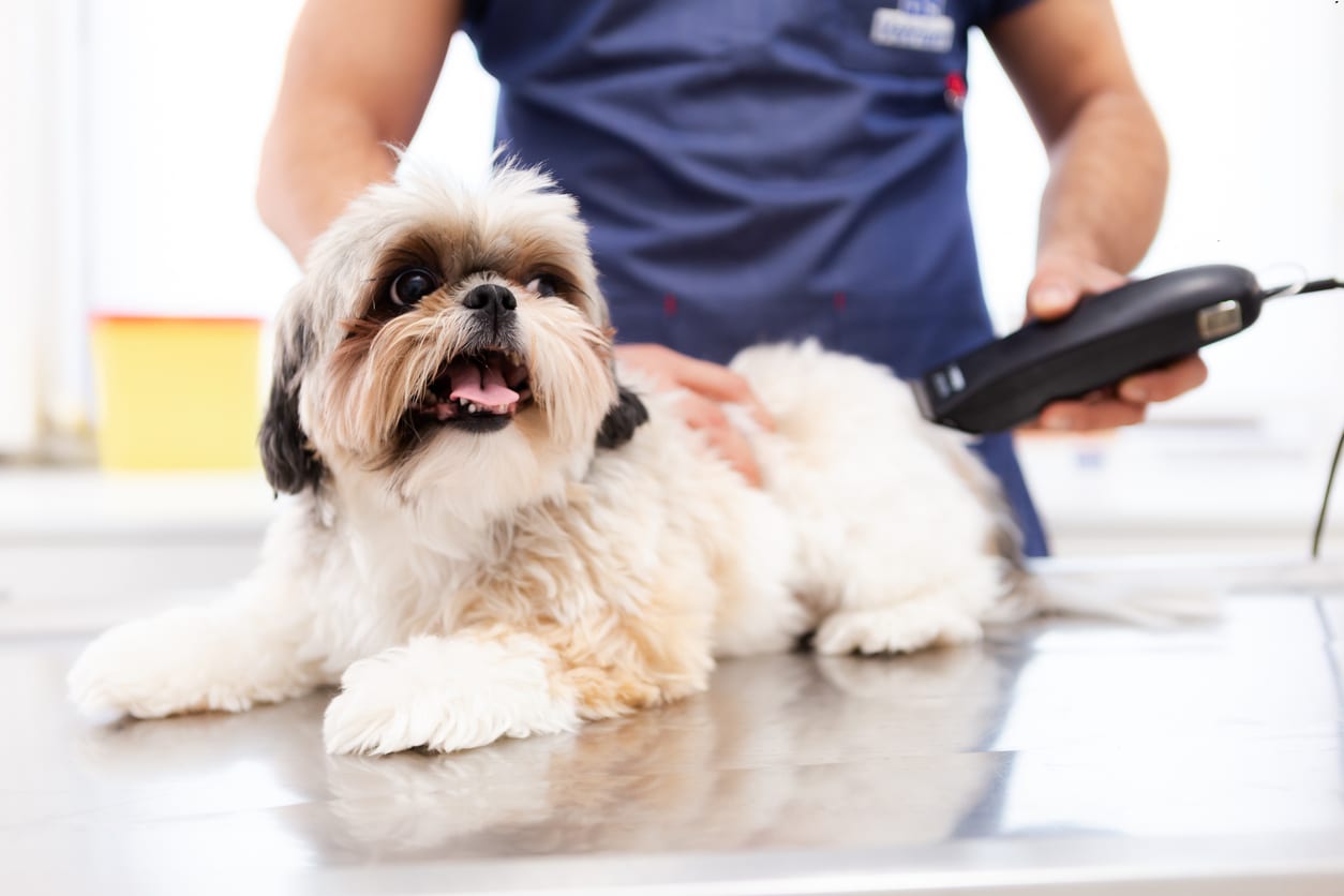 Pet Hair Cut in Jaipur